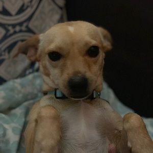 Meet your Posher, Alex